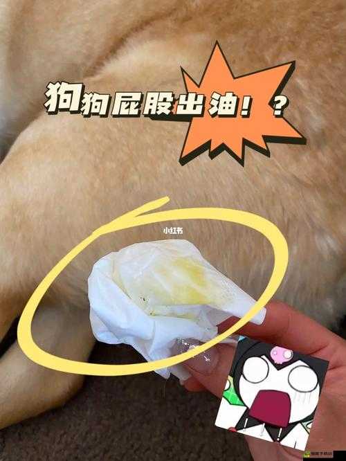 狗狗的东西又硬又烫又臭怎么办：解决之法